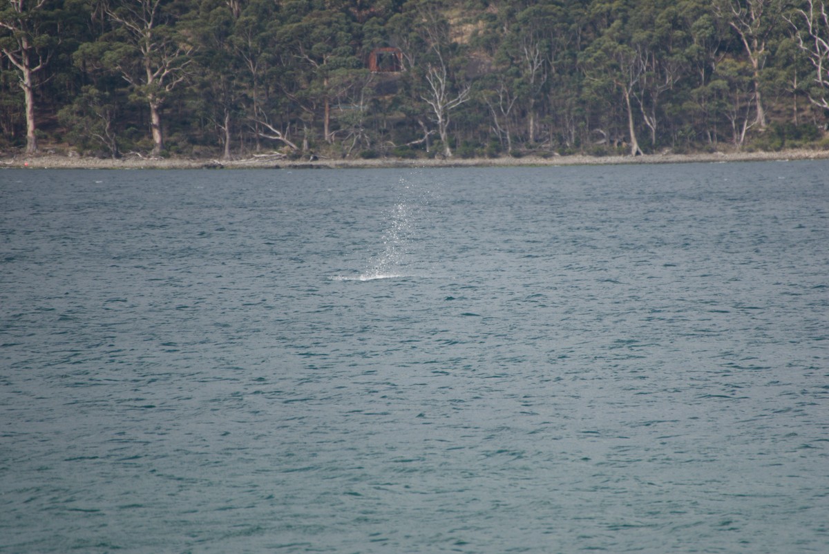 Australasian Gannet - ML642583535