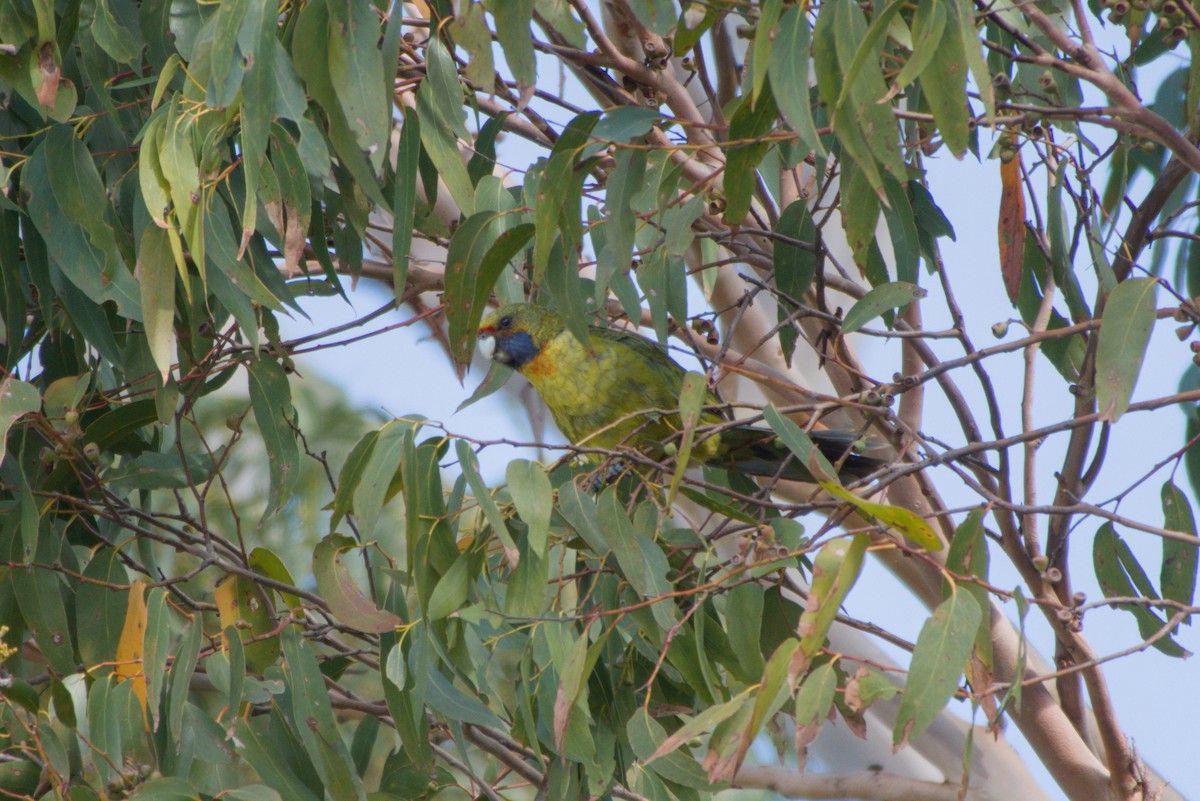 Green Rosella - ML642583536