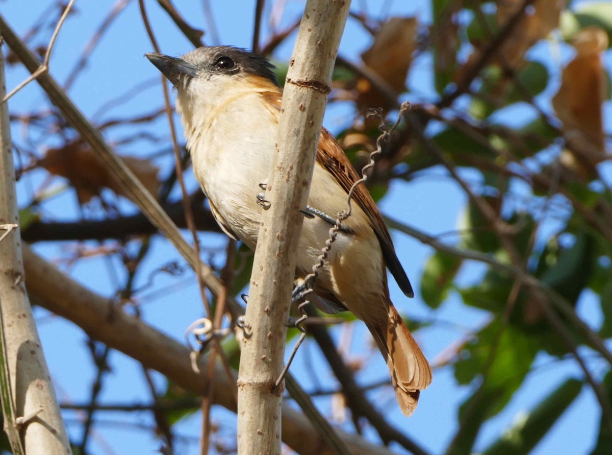 Rose-throated Becard - ML642583537