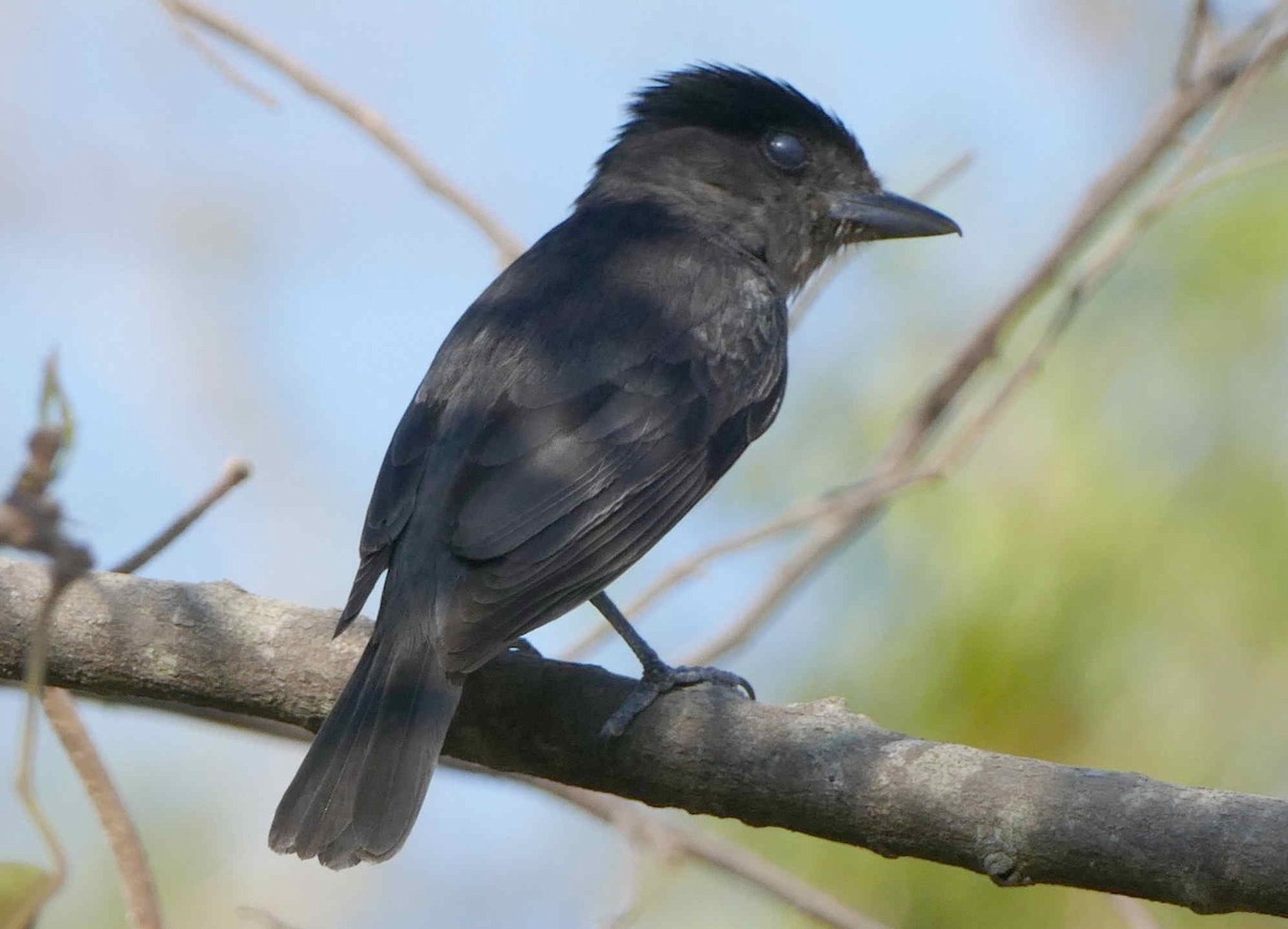 Rose-throated Becard - ML642583538