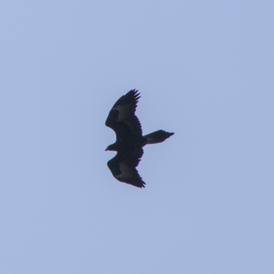 Wedge-tailed Eagle - ML642583565