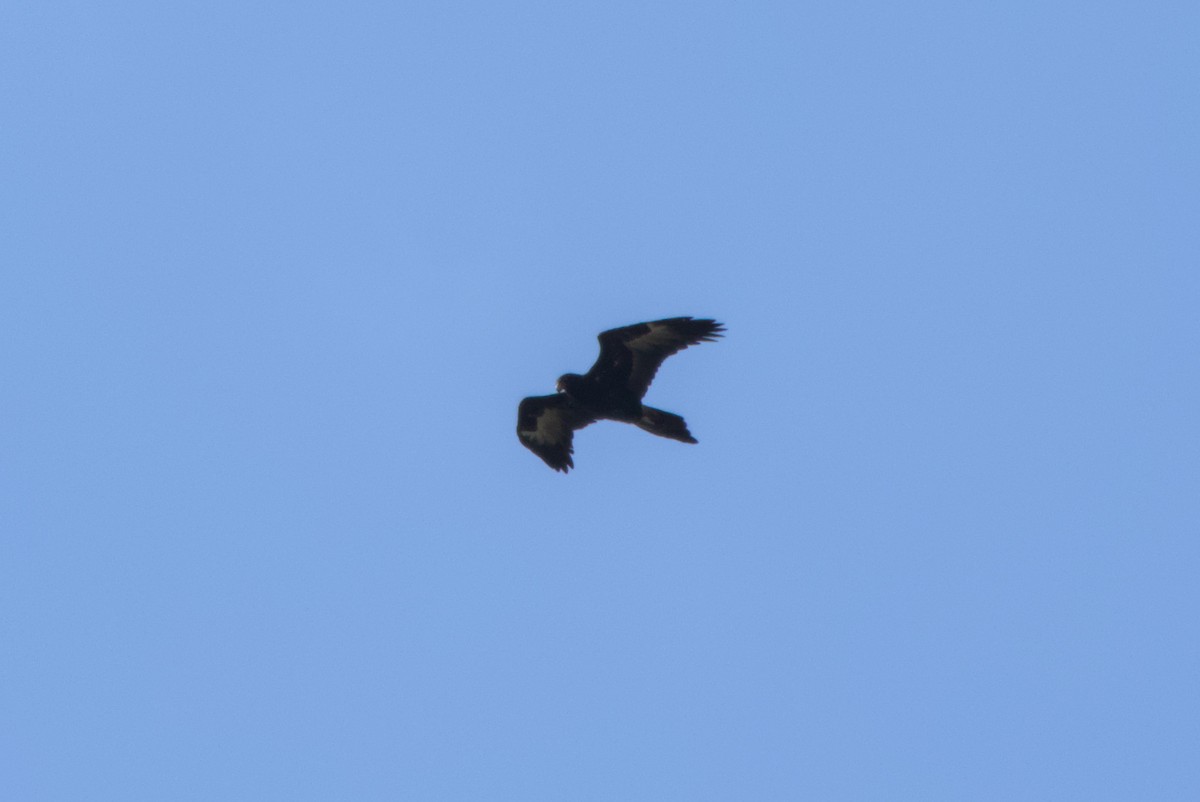 Wedge-tailed Eagle - ML642583566