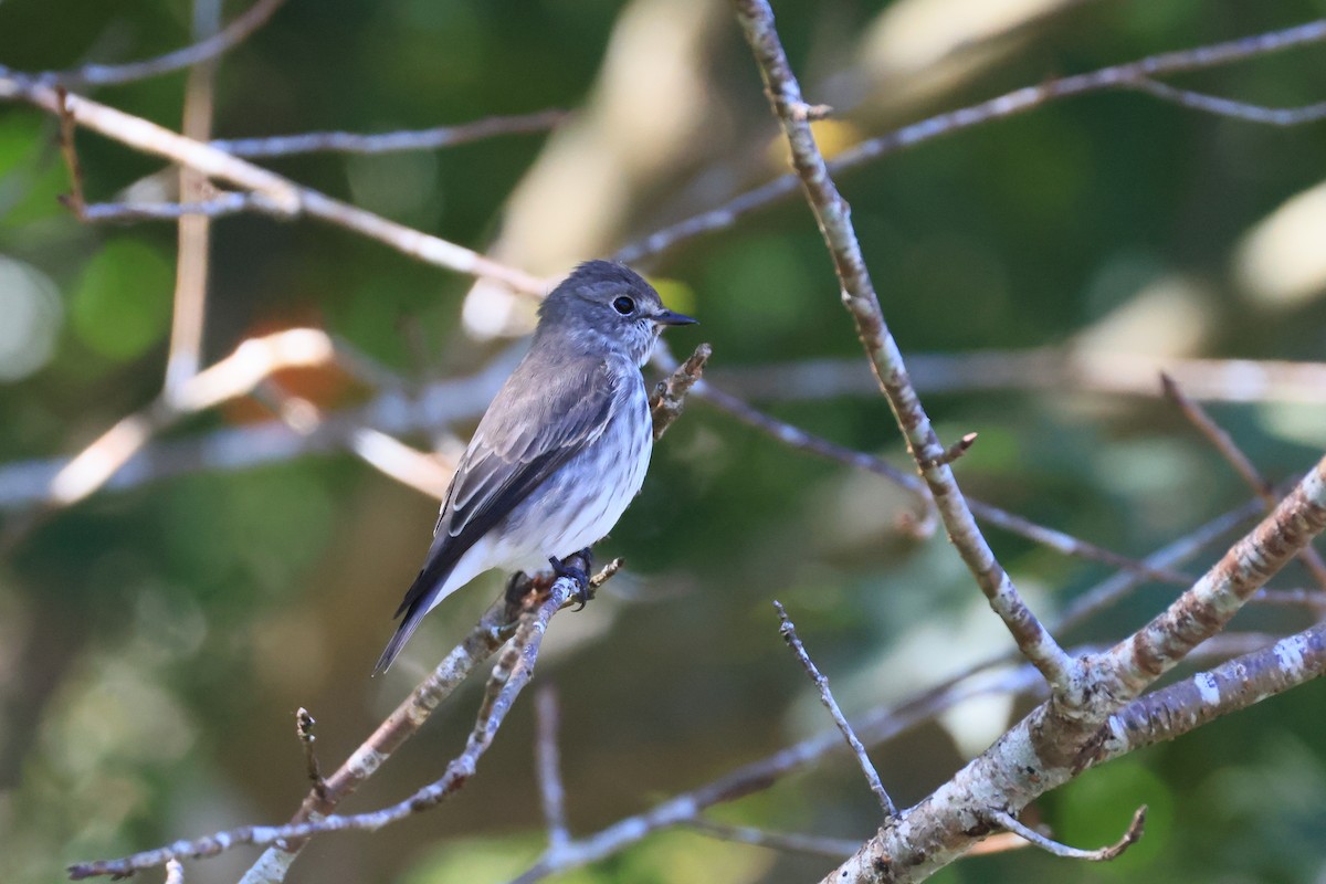 Gray-streaked Flycatcher - ML642583567