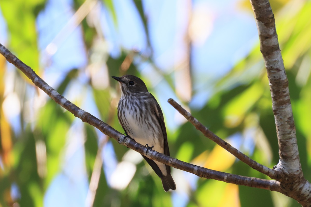 Gray-streaked Flycatcher - ML642583570