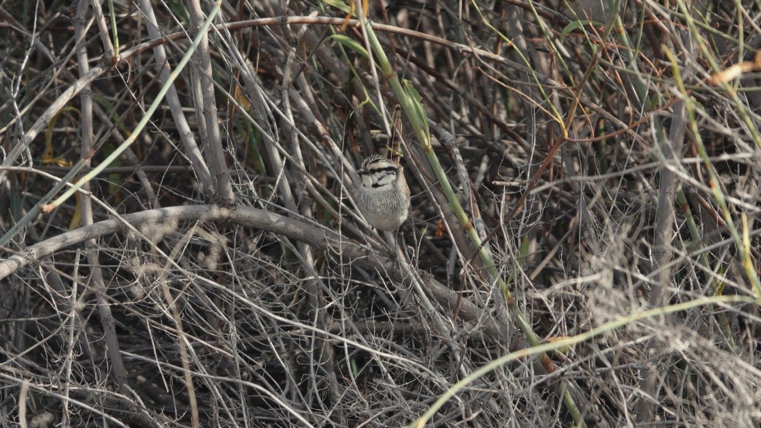 Gray Grasswren - ML642583577