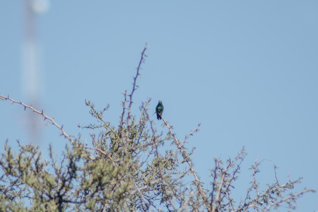 Glittering-bellied Emerald - ML642583580