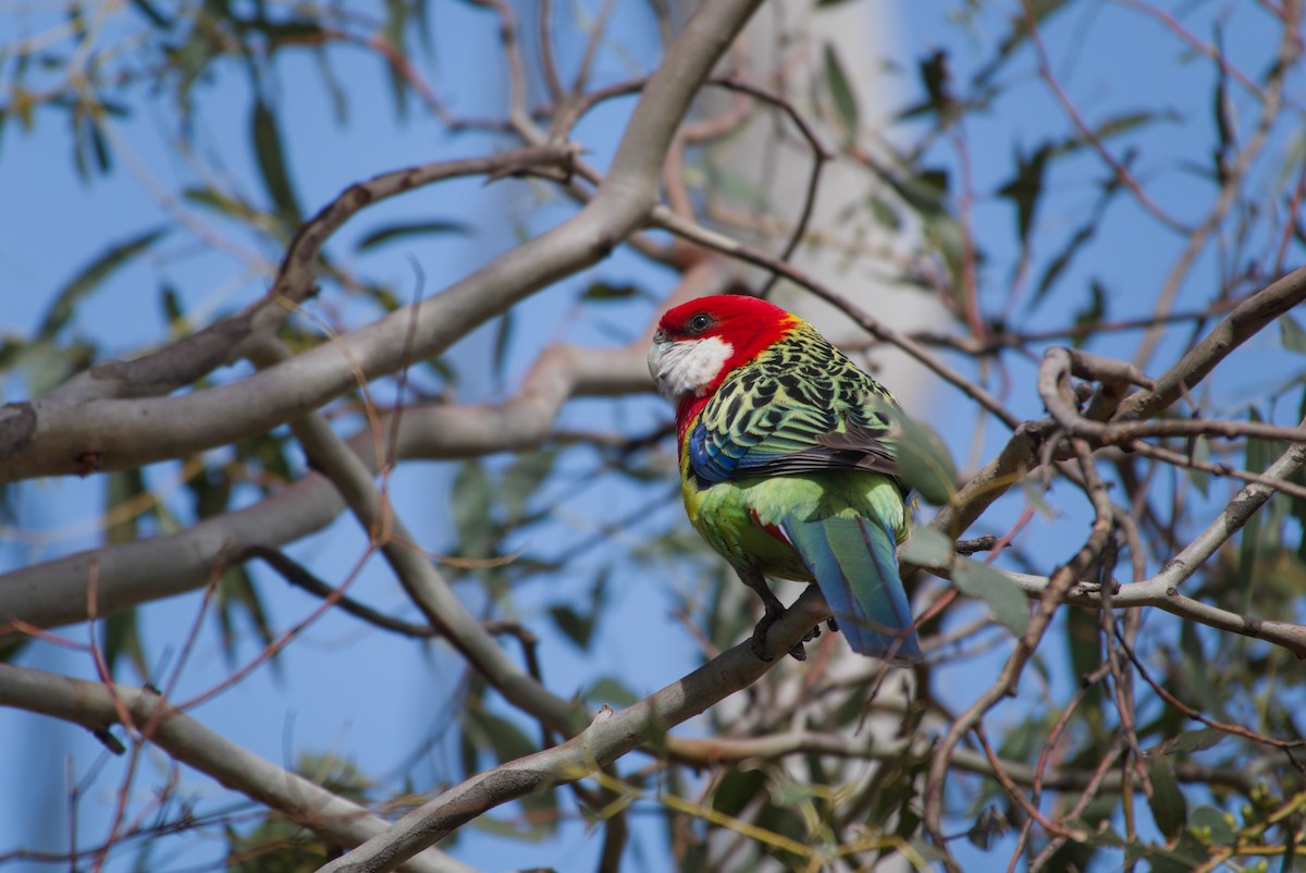 Eastern Rosella - ML642583584