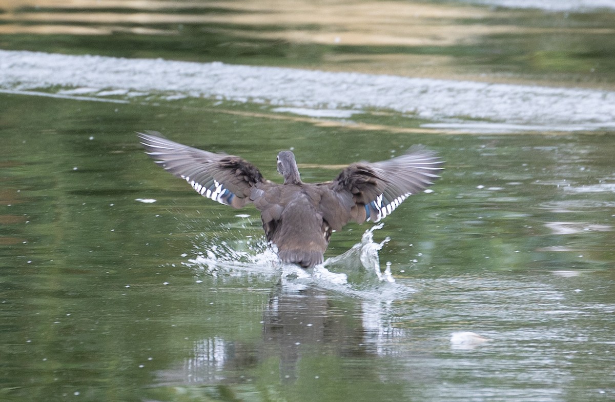 Mandarin Duck - ML642583592