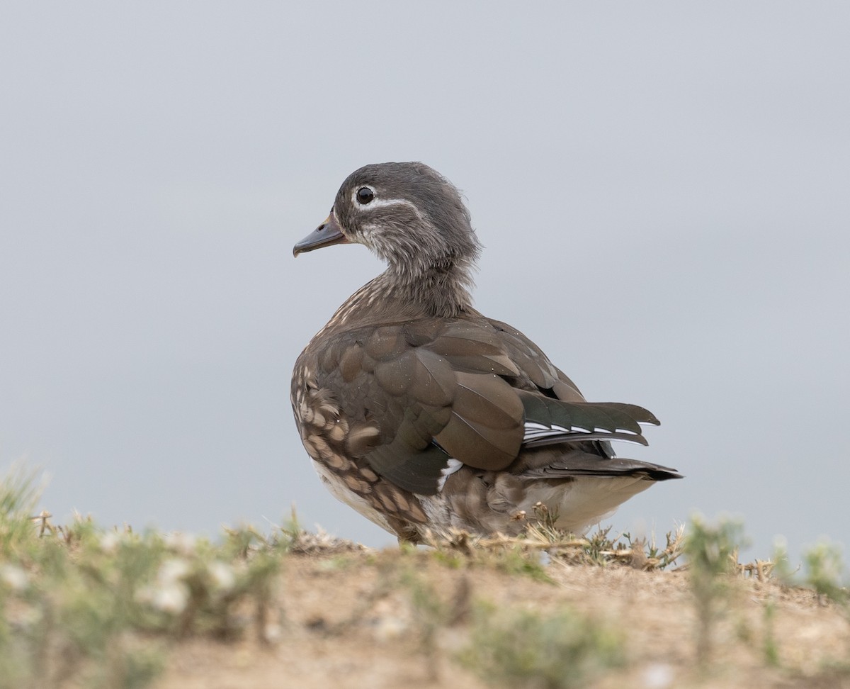 Mandarin Duck - ML642583593