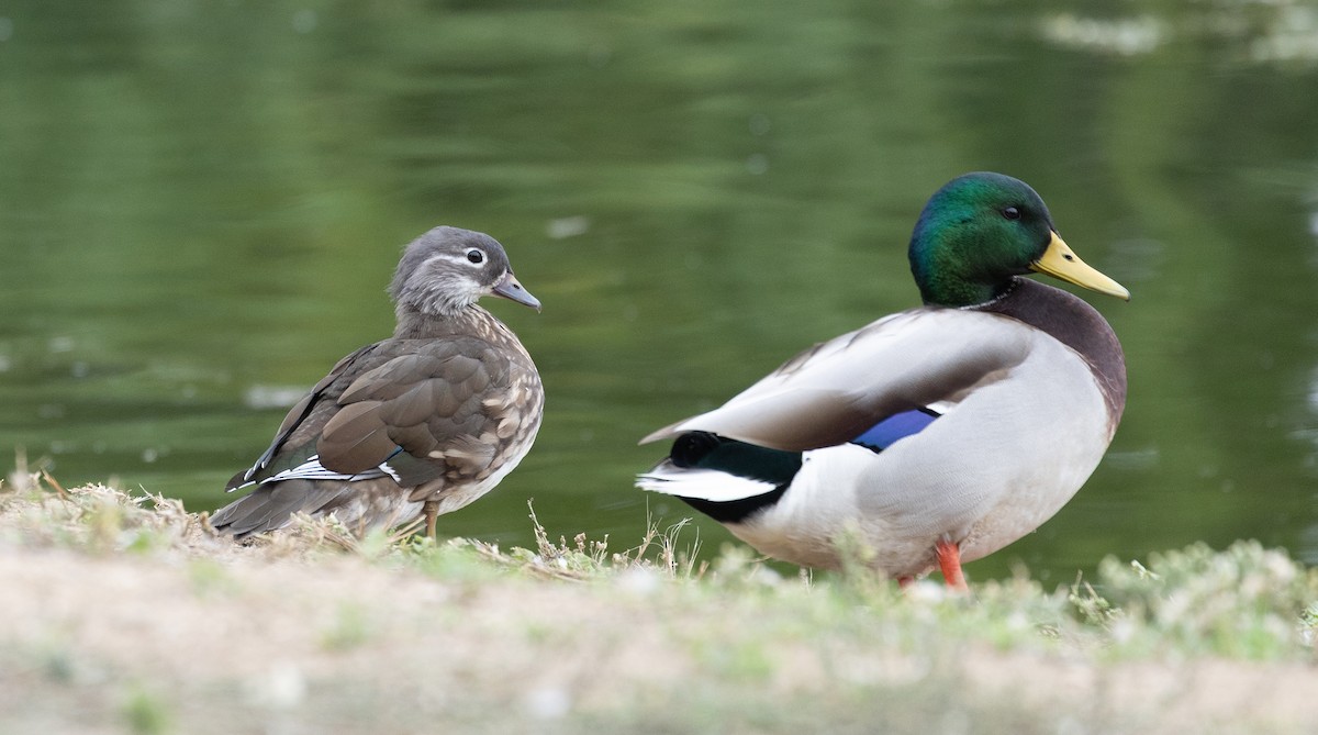 Mandarin Duck - ML642583594