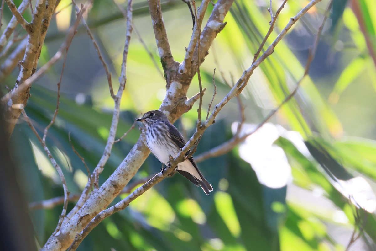 Gray-streaked Flycatcher - ML642583603