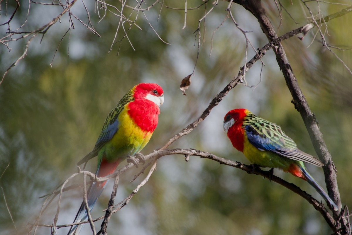 Eastern Rosella - ML642583605