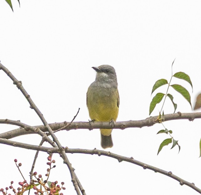 Cassin's Kingbird - ML642583608
