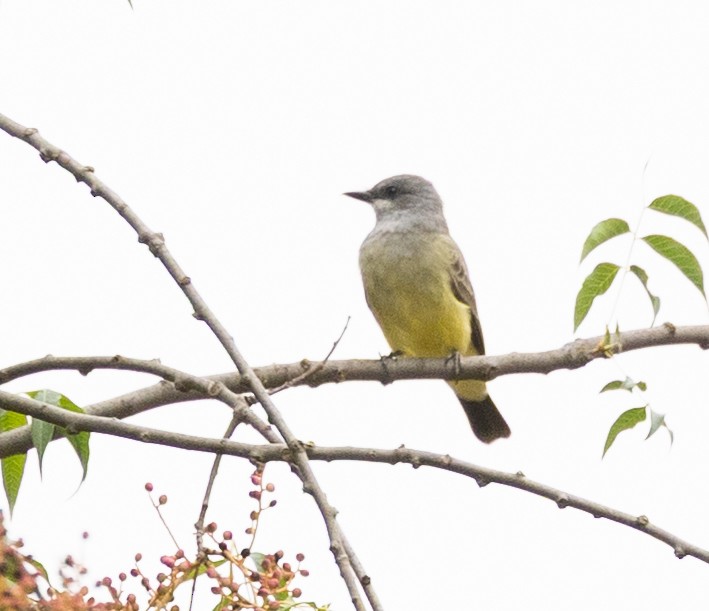 Cassin's Kingbird - ML642583609