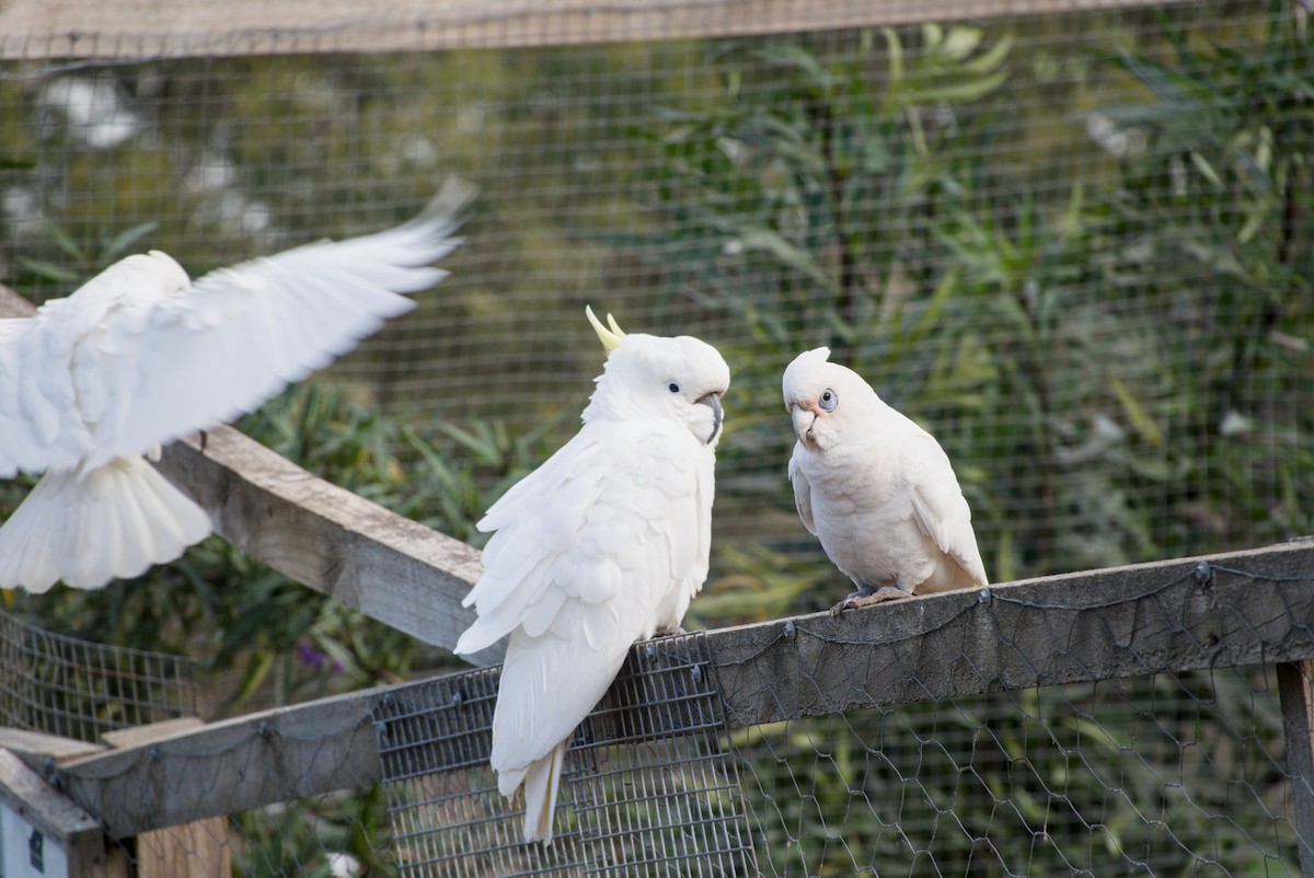 Sulphur-crested Cockatoo - ML642583610
