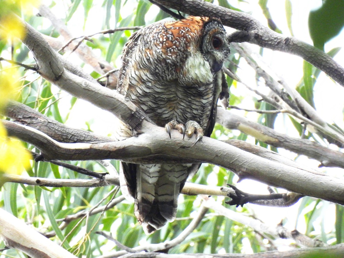 Mottled Wood-Owl - ML642583618
