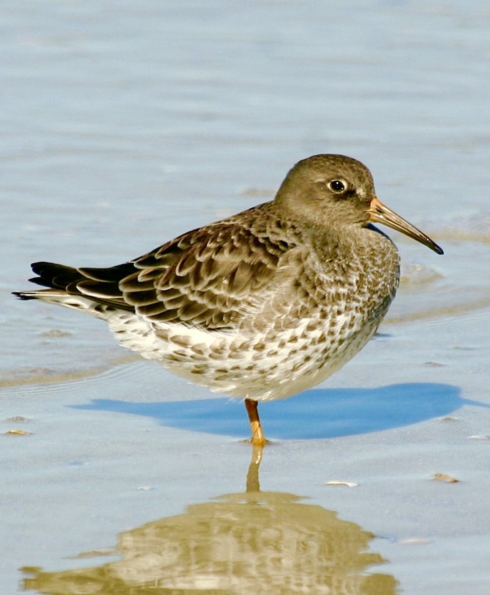 Purple Sandpiper - ML642583627