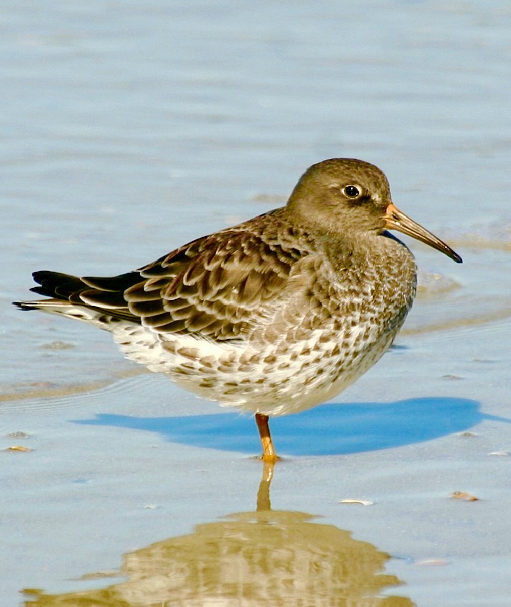 Purple Sandpiper - ML642583628