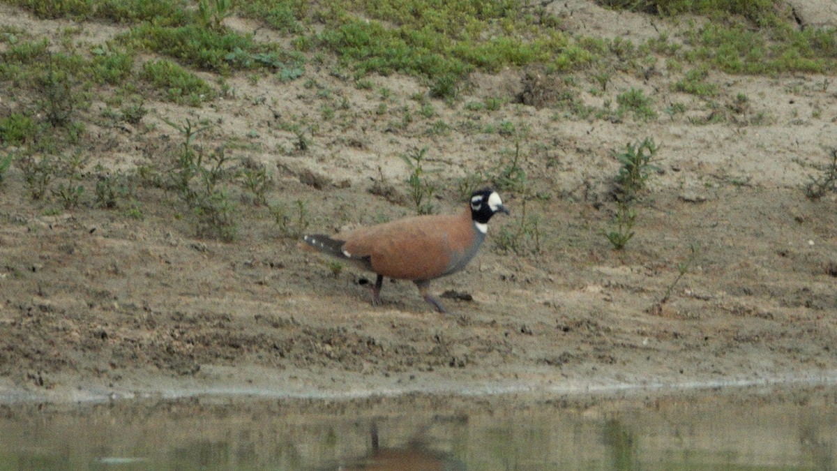 Flock Bronzewing - ML642583629
