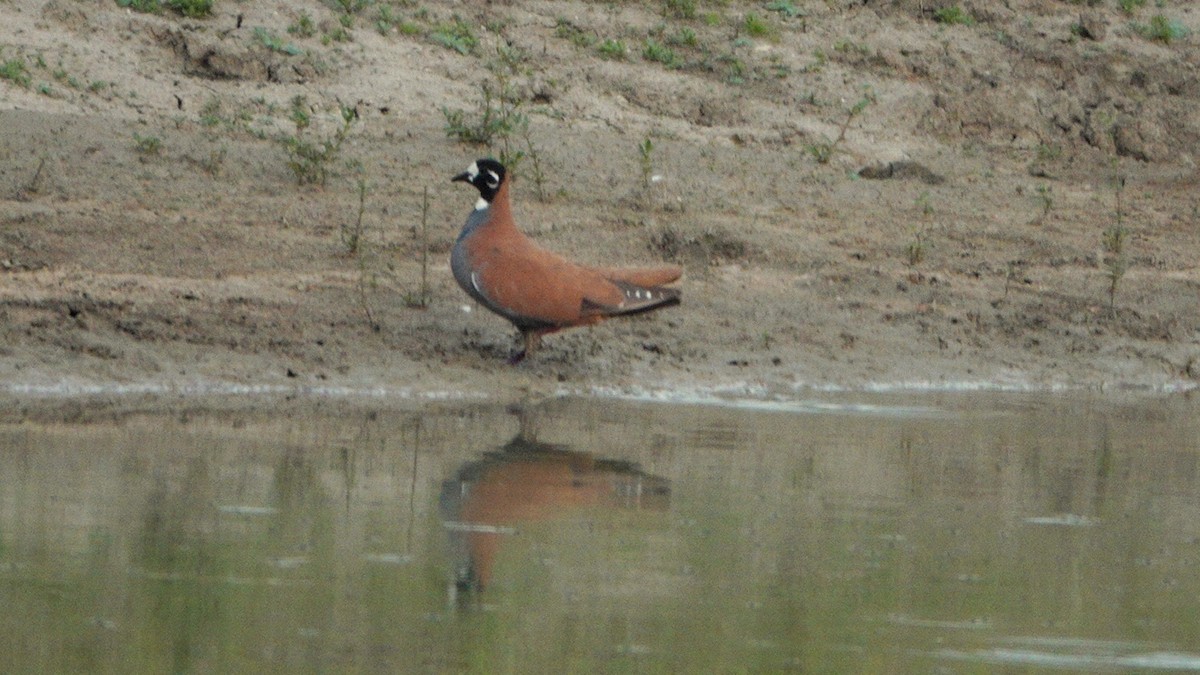 Flock Bronzewing - ML642583630