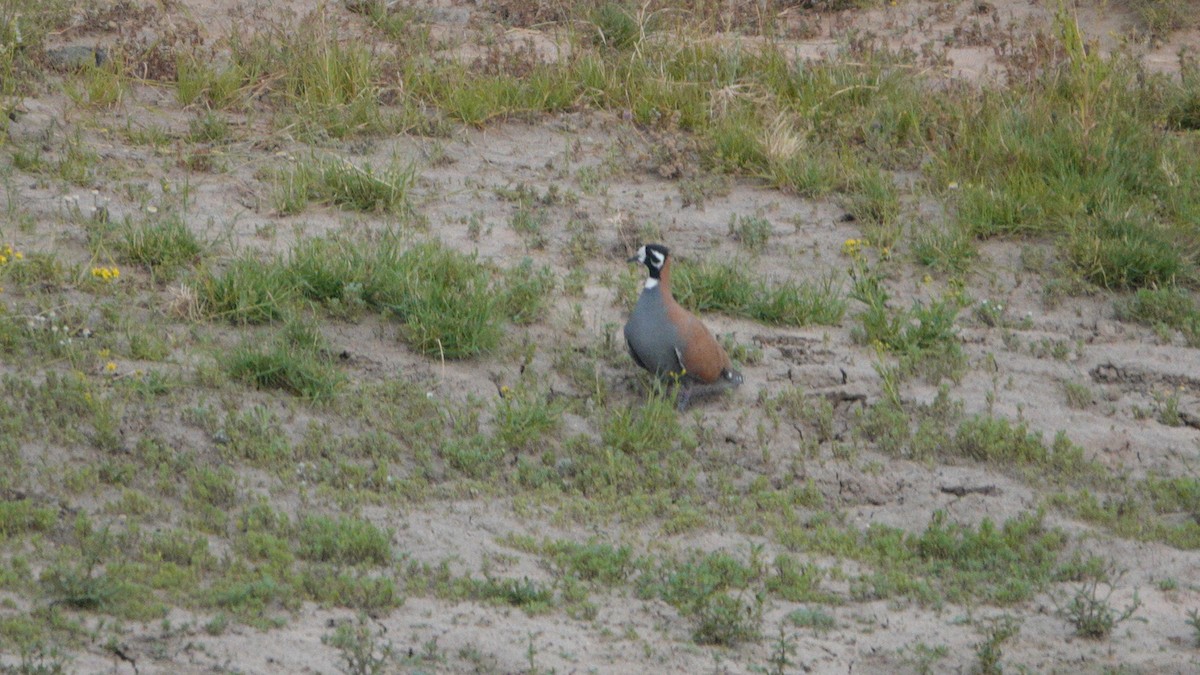 Flock Bronzewing - ML642583631