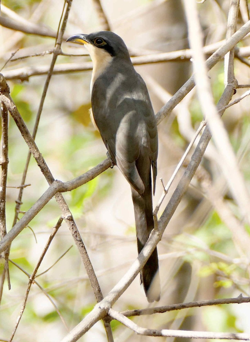 Mangrove Cuckoo - ML642583637