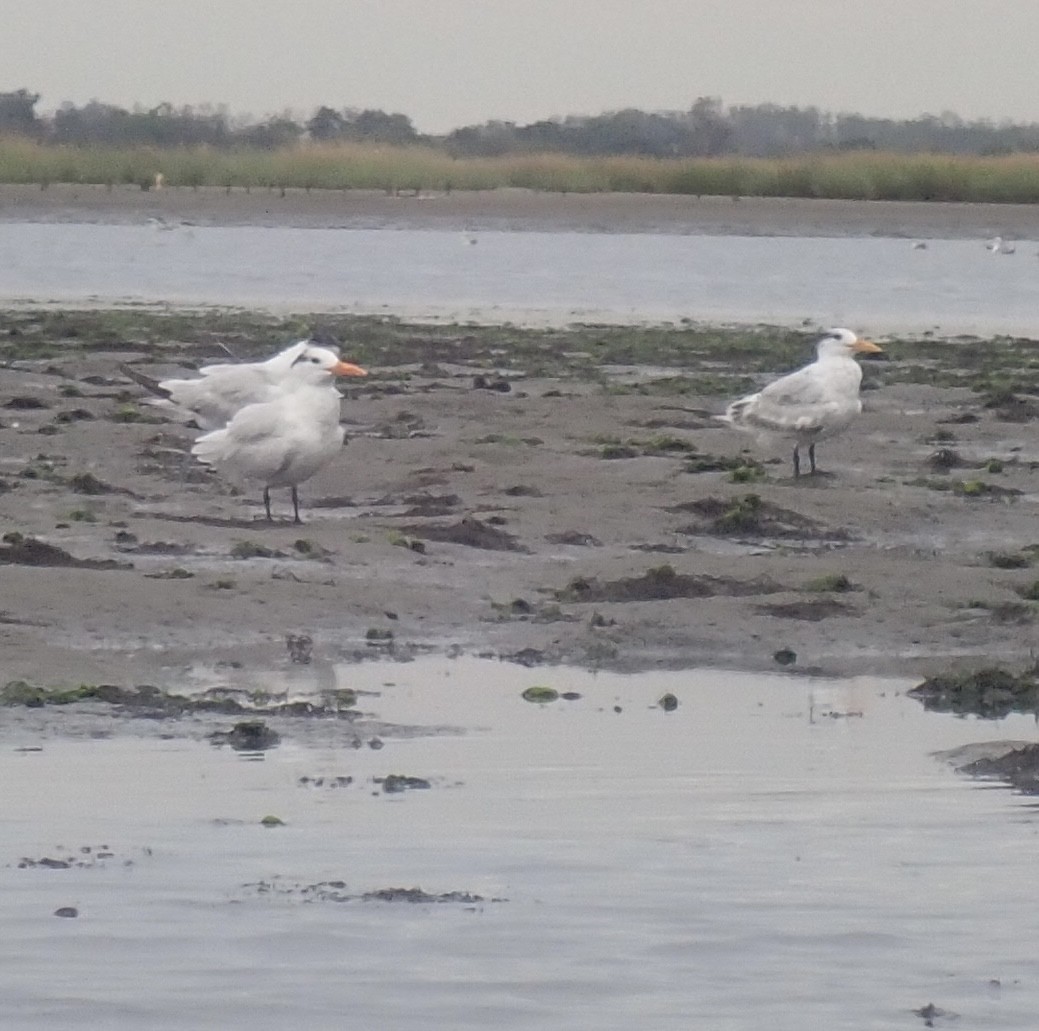 Royal Tern - ML642583639