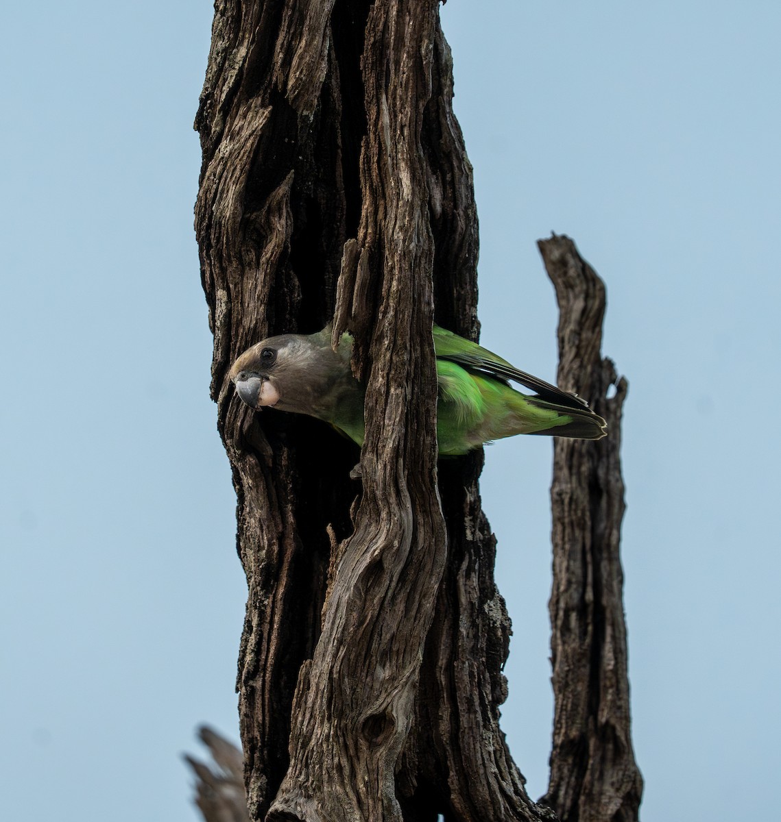 Brown-headed Parrot - ML642583641