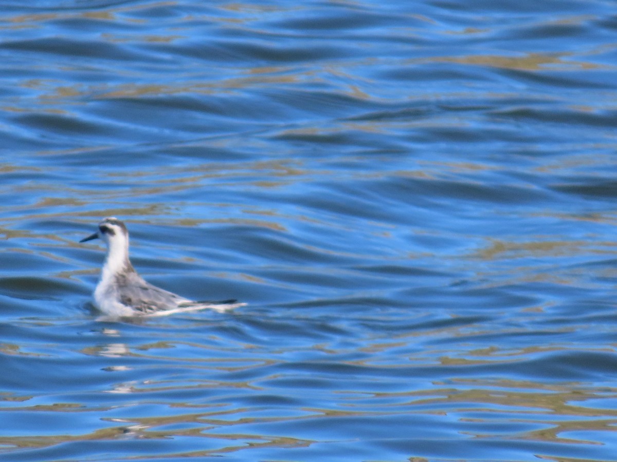 Red Phalarope - ML642583646