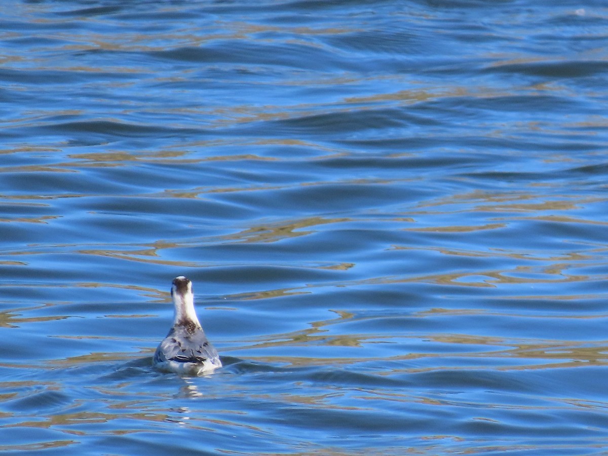 Red Phalarope - ML642583657