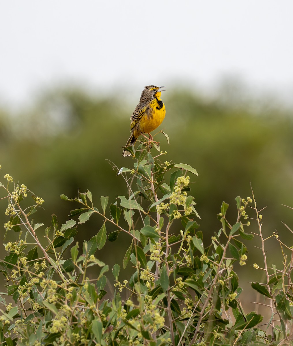 Yellow-throated Longclaw - ML642583658