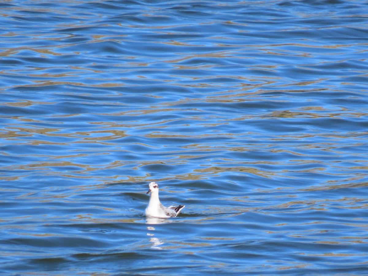 Red Phalarope - ML642583662