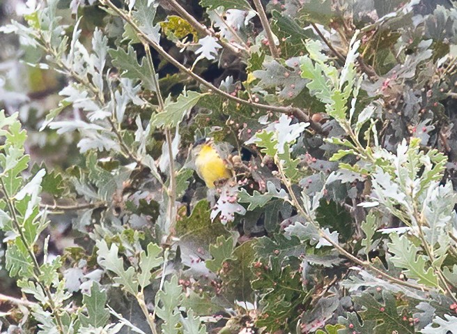 Lesser Goldfinch - ML642583685
