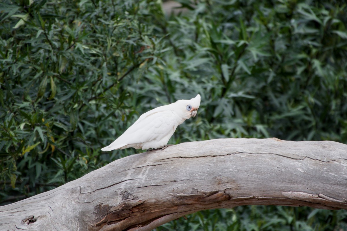 Little Corella - ML642583694
