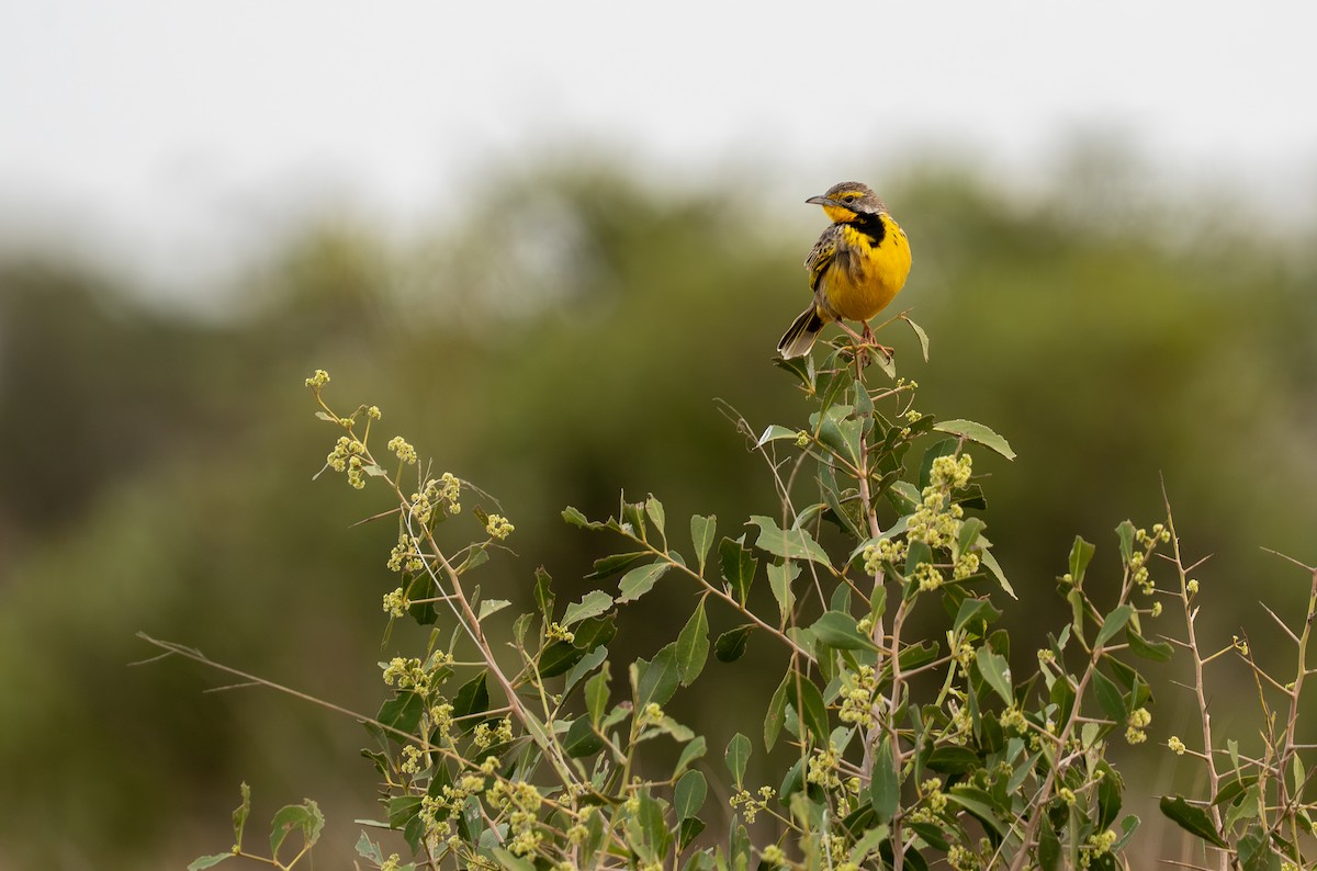 Yellow-throated Longclaw - ML642583697
