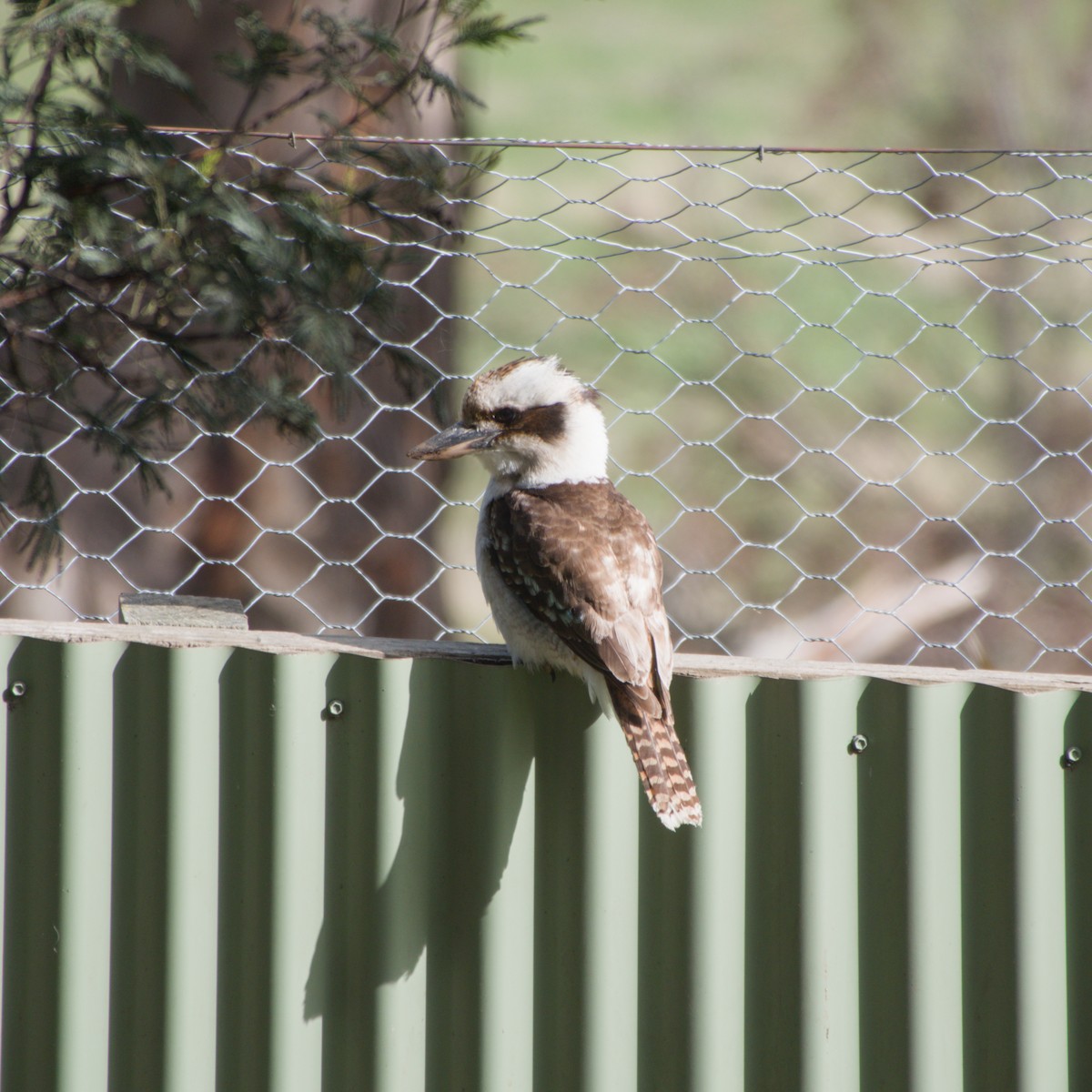 Laughing Kookaburra - ML642583703