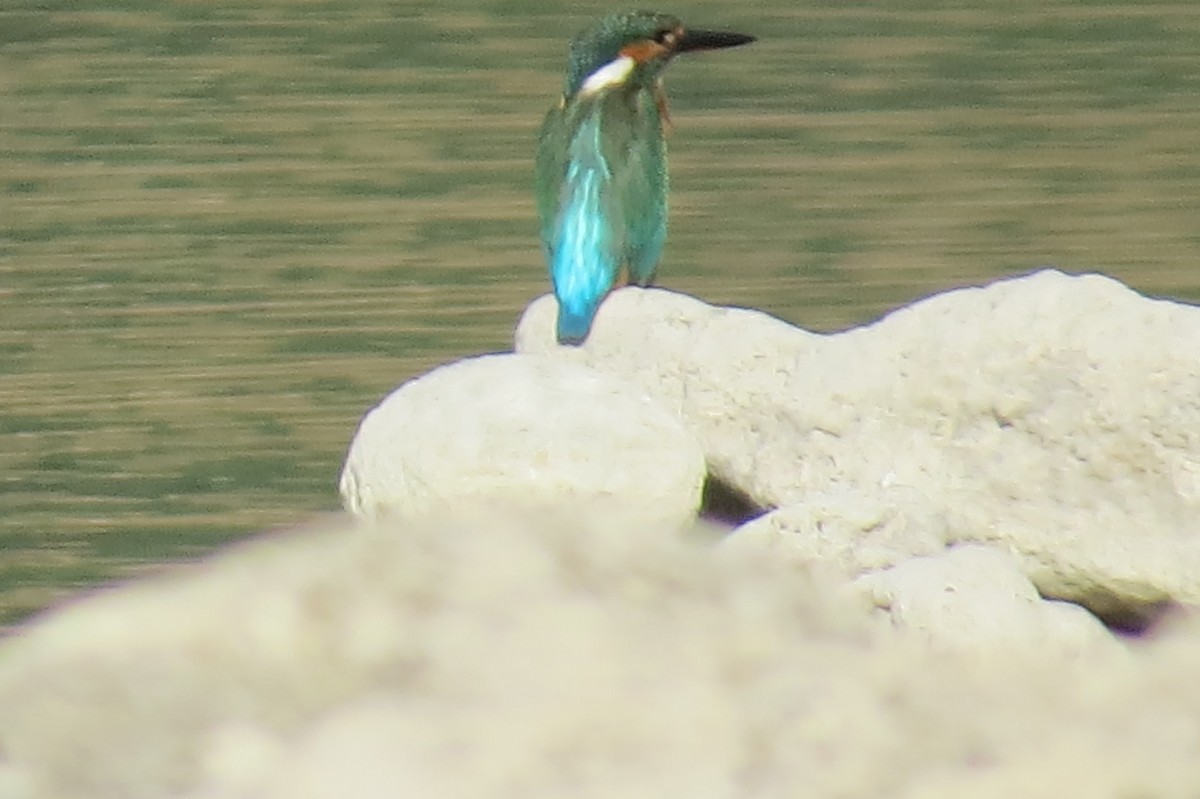 Common Kingfisher - ML642583717