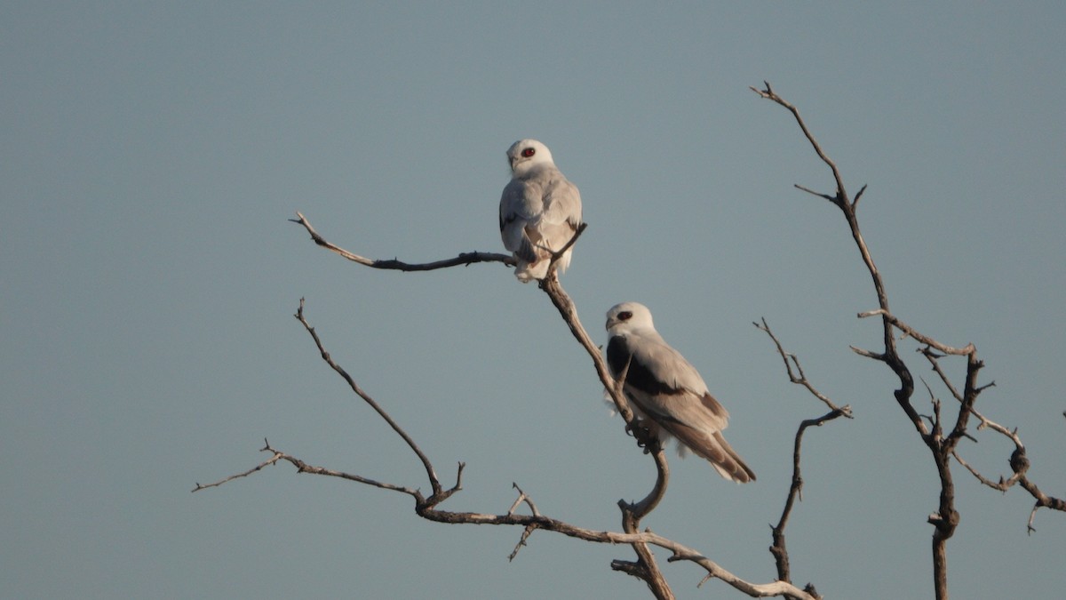 Letter-winged Kite - ML642583727
