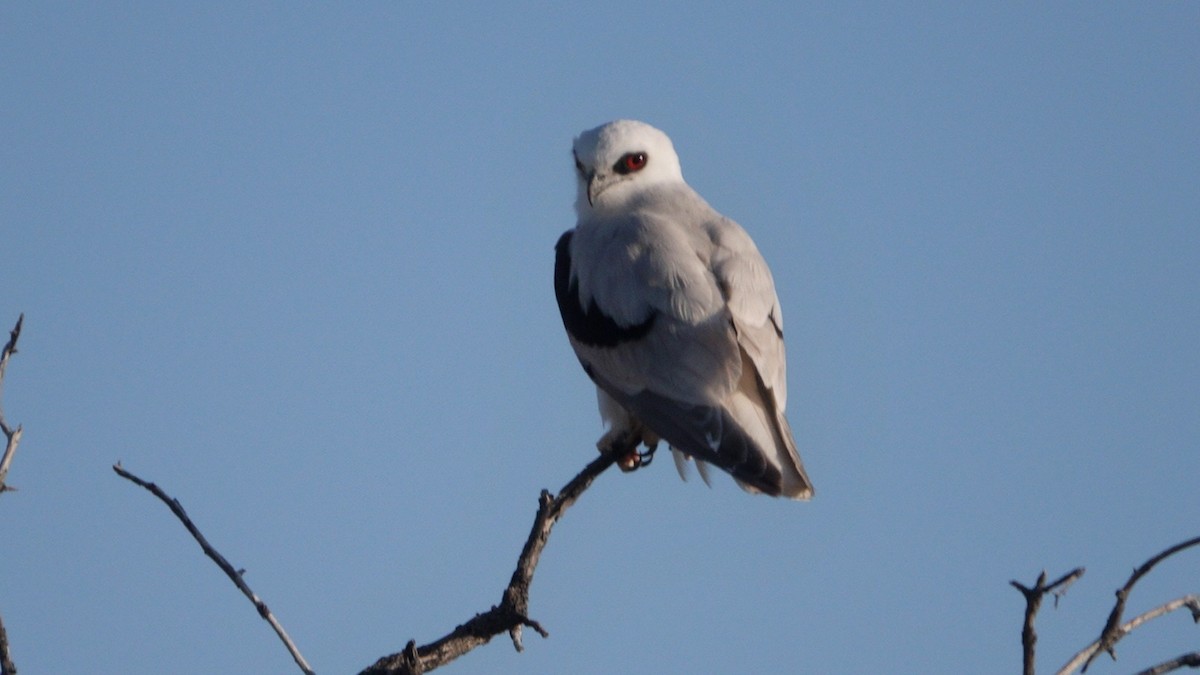 Letter-winged Kite - ML642583728