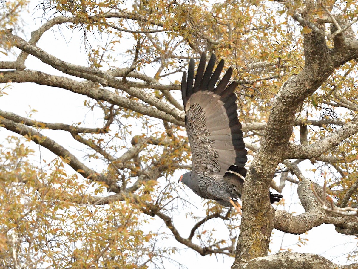African Harrier-Hawk - ML642583730