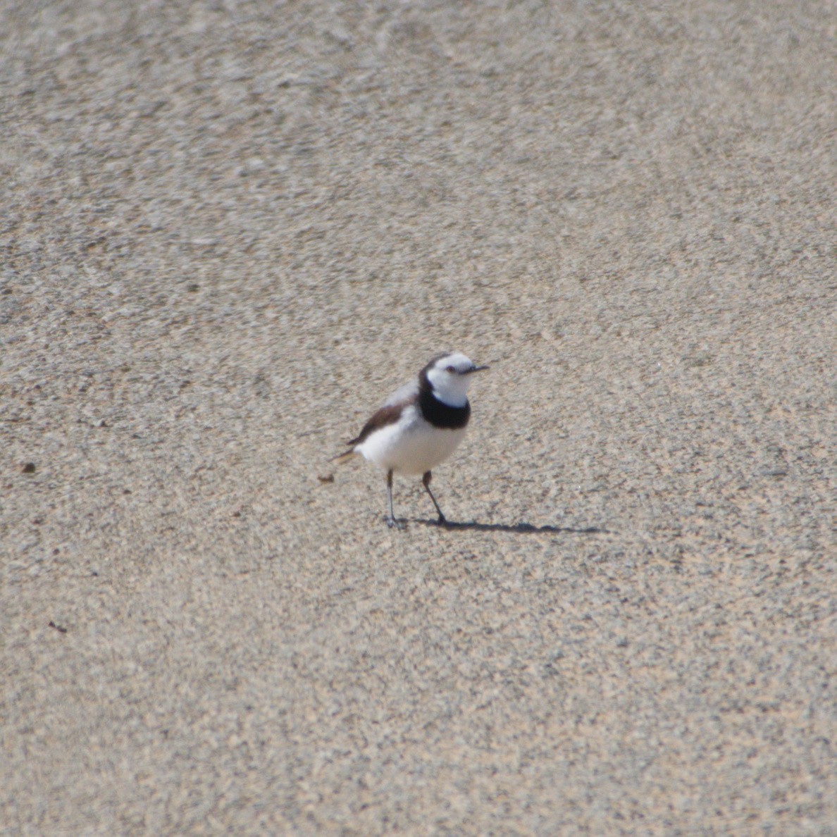 White-fronted Chat - ML642583732