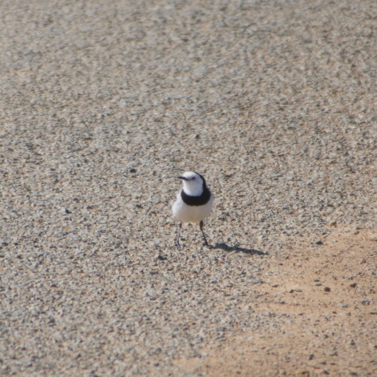 White-fronted Chat - ML642583733