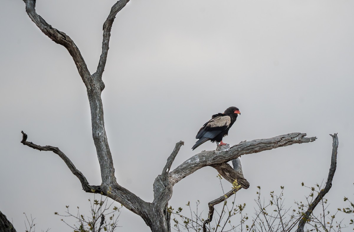 Bateleur - ML642583736