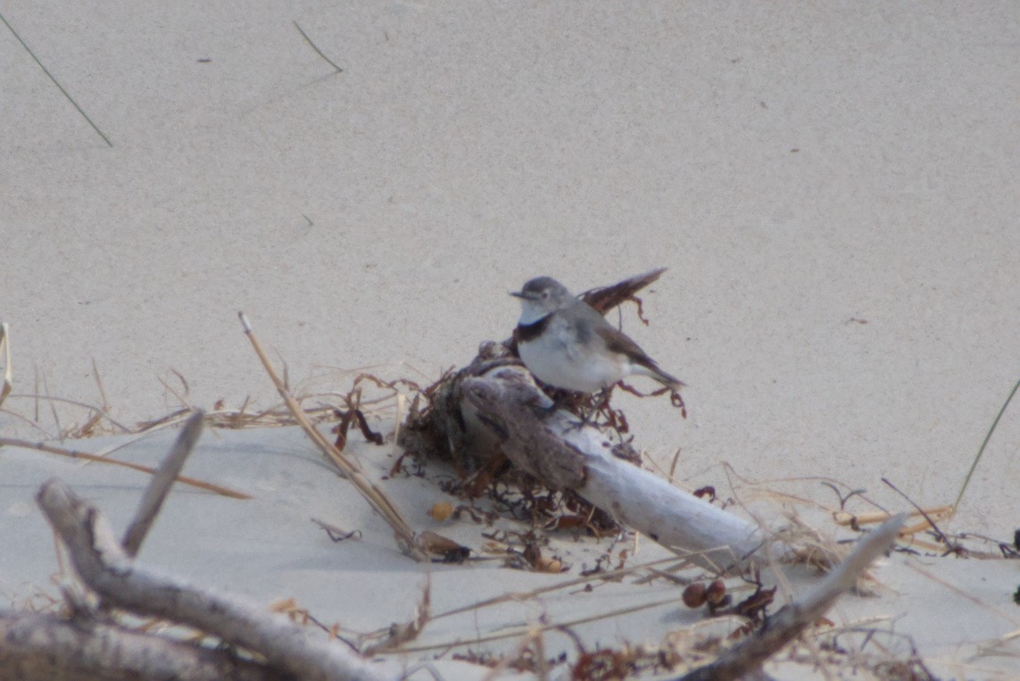 White-fronted Chat - ML642583754