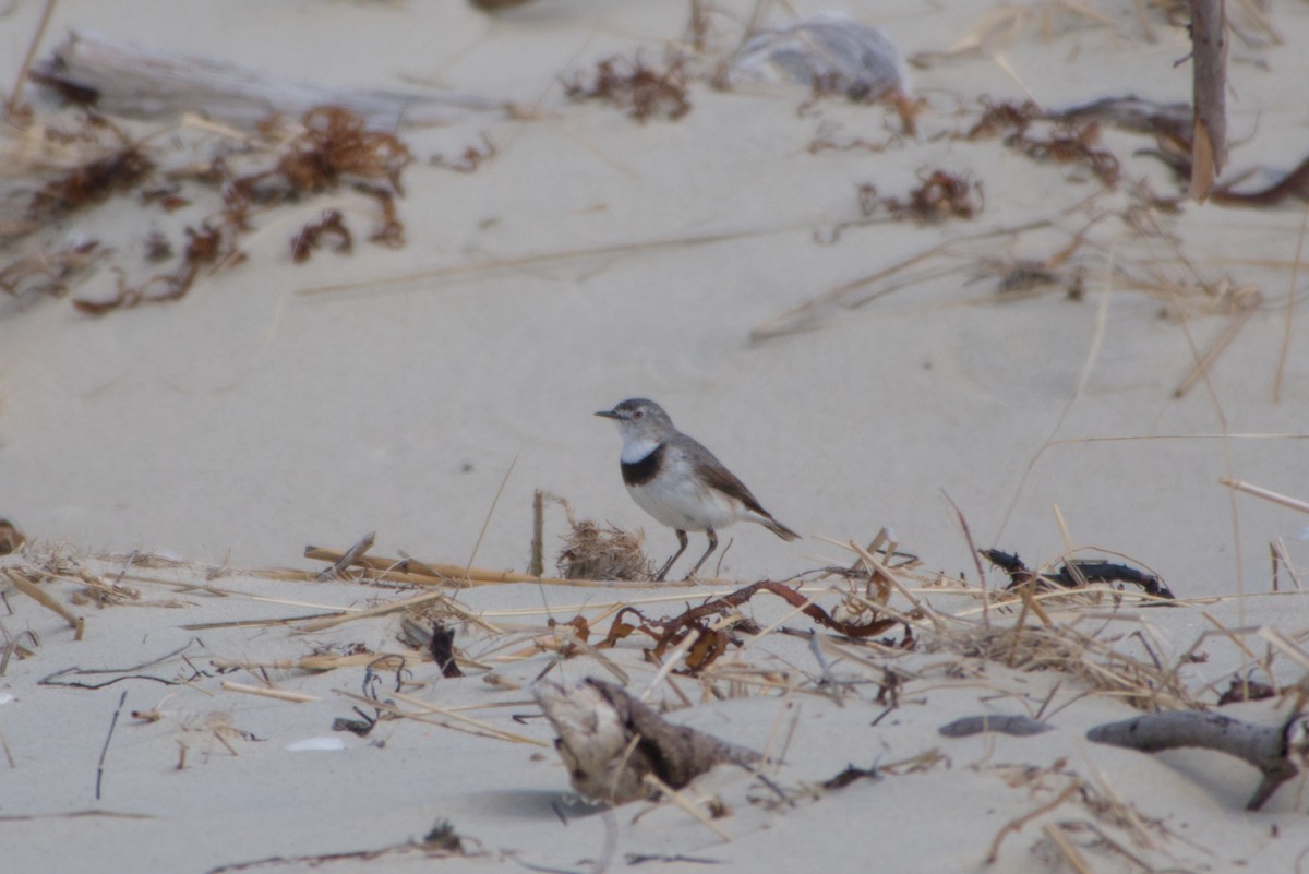 White-fronted Chat - ML642583755