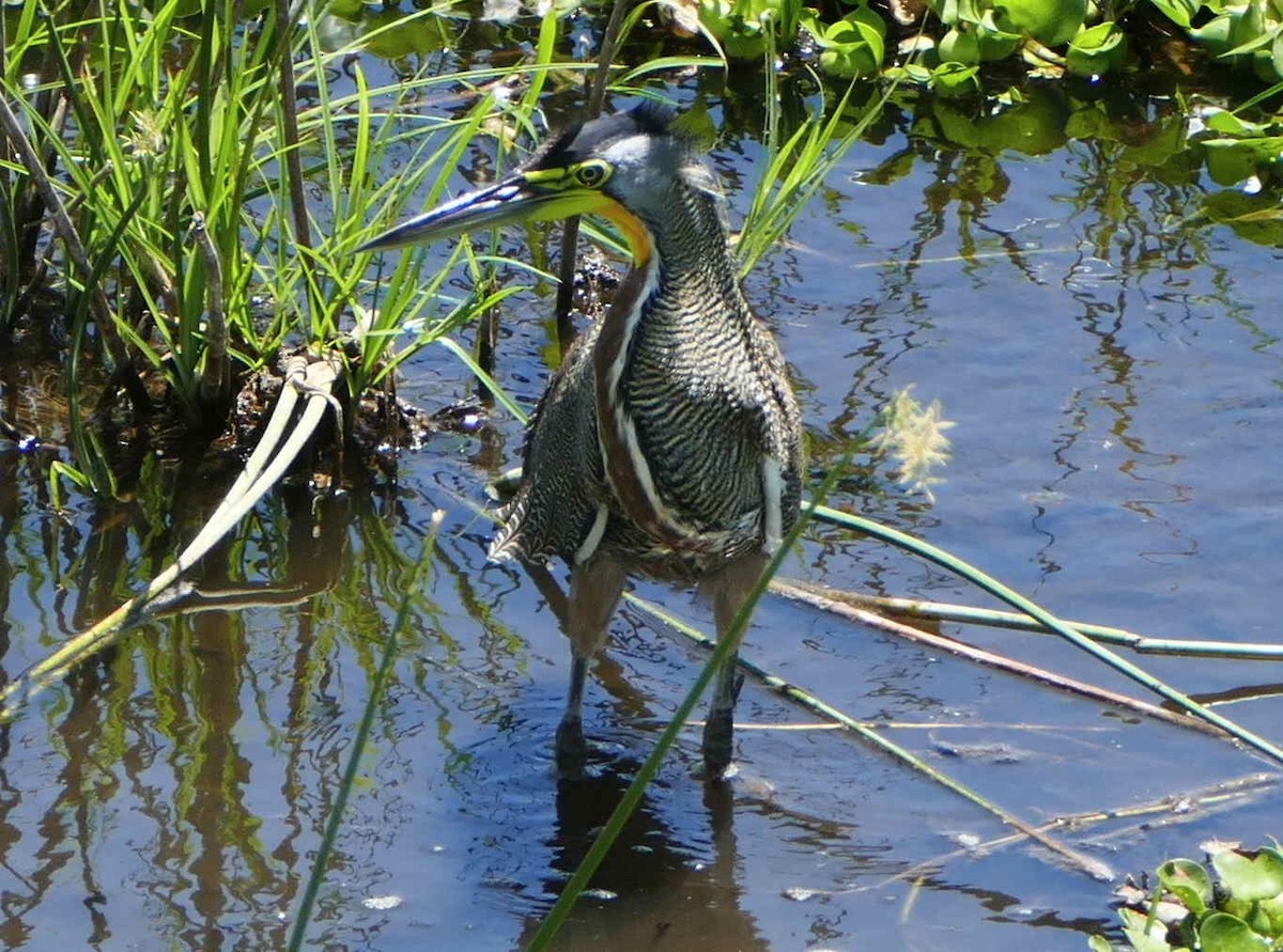 Bare-throated Tiger-Heron - ML642583784