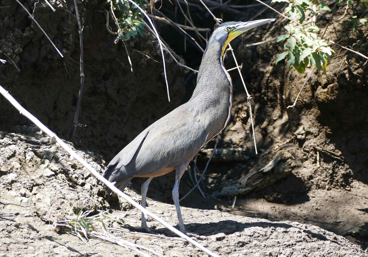 Bare-throated Tiger-Heron - ML642583785
