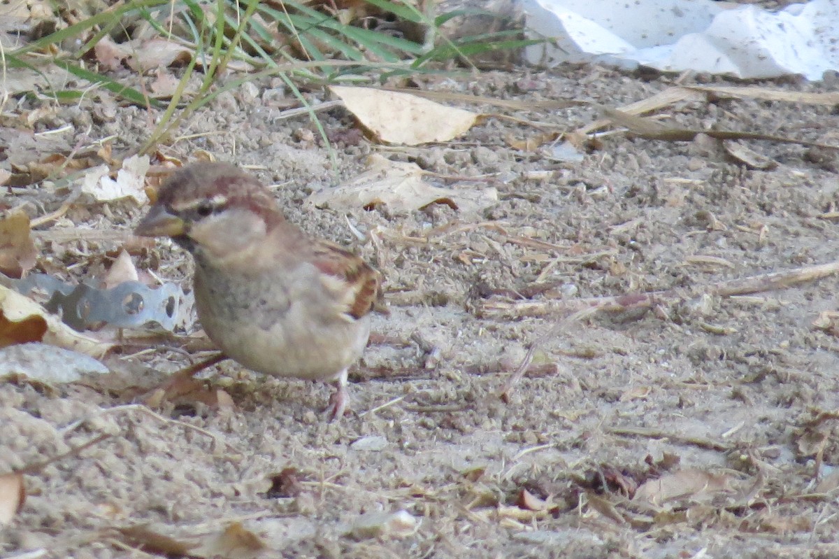 Italian Sparrow - ML642583786
