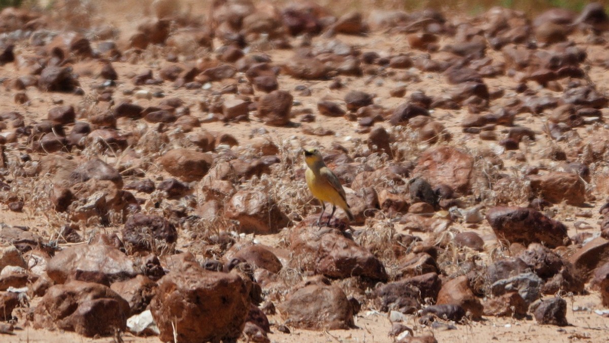 Gibberbird - ML642583788