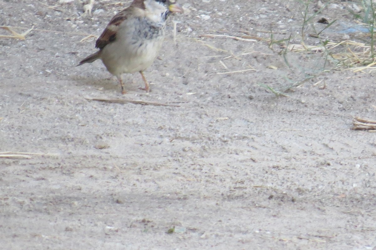 Italian Sparrow - ML642583799
